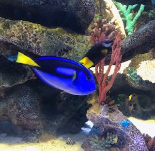 dory